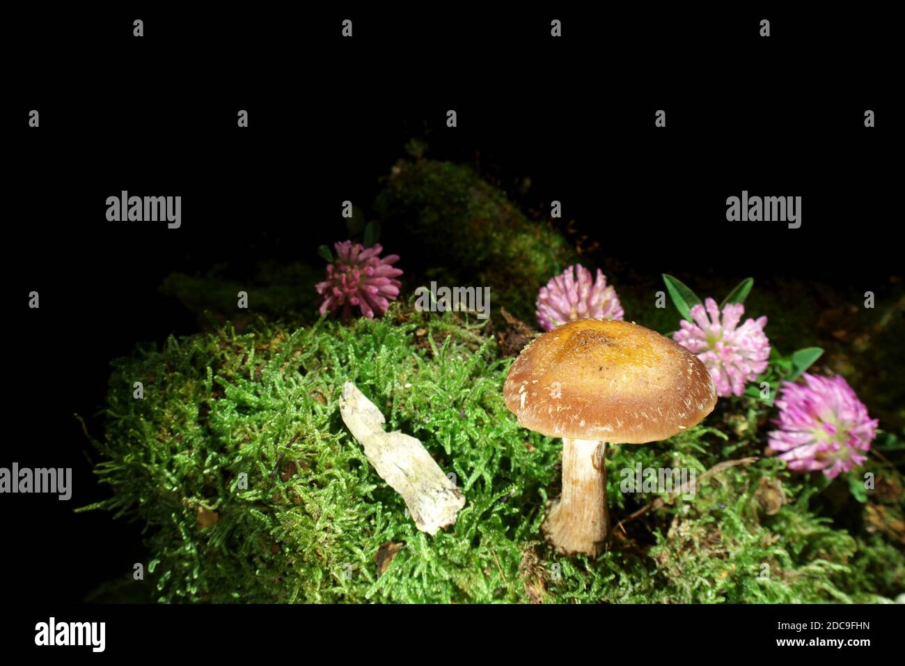 Mushroom on black background in moss with clover flowers. English name of this mushroom is Dark honey fungus, in latin Armillaria Ostoyae Stock Photo