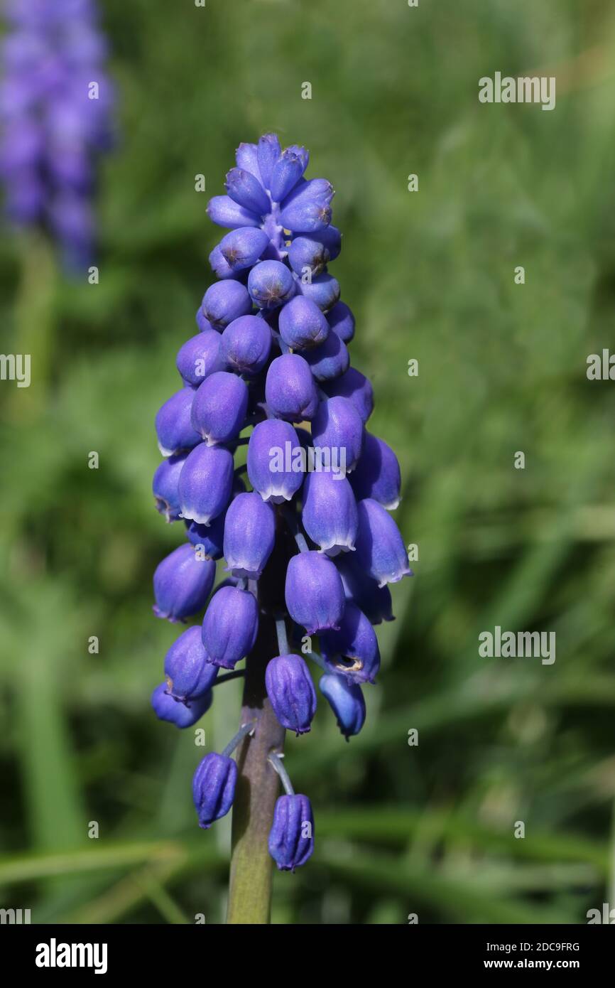 Blue grape hyacinth, Muscari armeniacum, flowers on a spike with white margins to the florets and with a blurred green background. Stock Photo