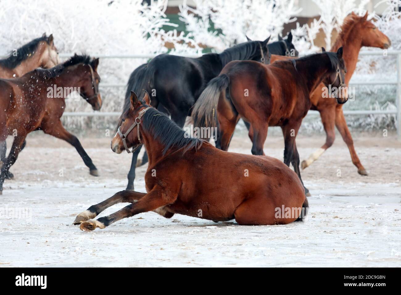 22.01.2019, Schuenow, Brandenburg, Germany - Horse slipped on the sand paddock in winter. 00S190122D877CAROEX.JPG [MODEL RELEASE: NOT APPLICABLE, PROP Stock Photo