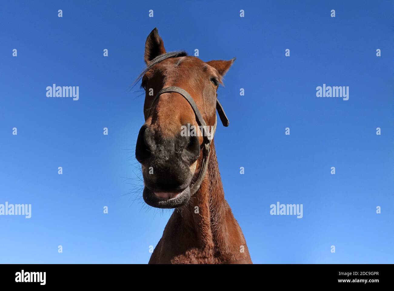 16.02.2019, Graditz, Saxony, Germany - Horse looks cheekily at the observer. 00S190216D175CAROEX.JPG [MODEL RELEASE: NOT APPLICABLE, PROPERTY RELEASE: Stock Photo
