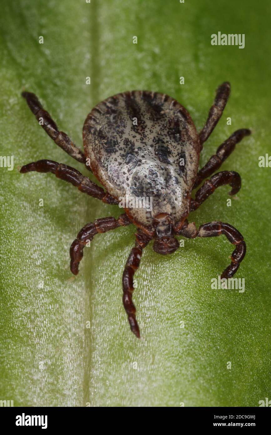 06.04.2019, Berlin, Berlin, Germany - Alluvial tick on a leaf. 00S190406D659CAROEX.JPG [MODEL RELEASE: NOT APPLICABLE, PROPERTY RELEASE: NO (c) caro i Stock Photo