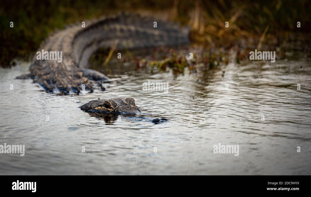 Alligator Keeps Eyes Above Dark Water as it enters pond in Everglades National Park Stock Photo
