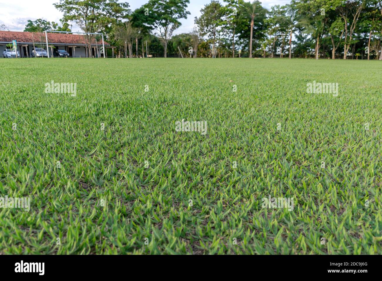 Grassy ground texture hi-res stock photography and images - Alamy