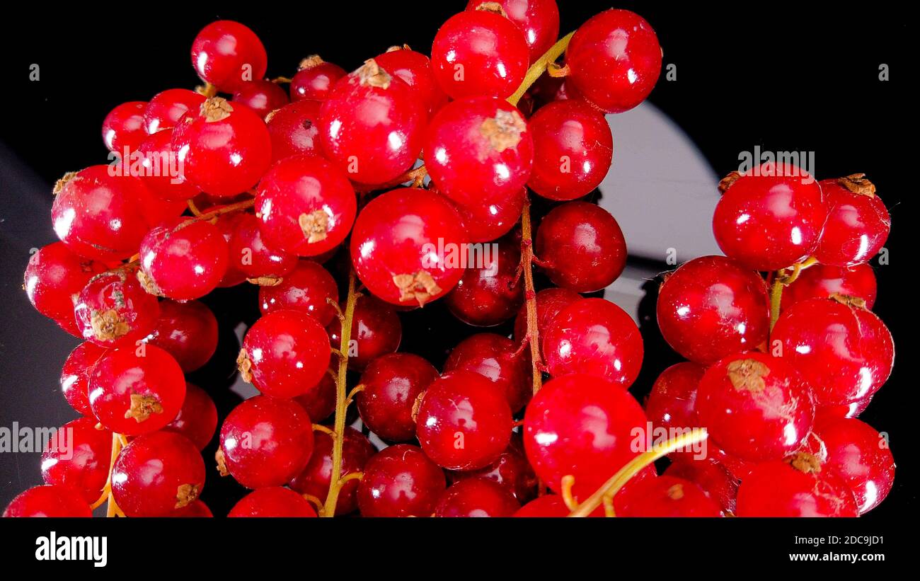 Bunch of Red currants - close up shot Stock Photo