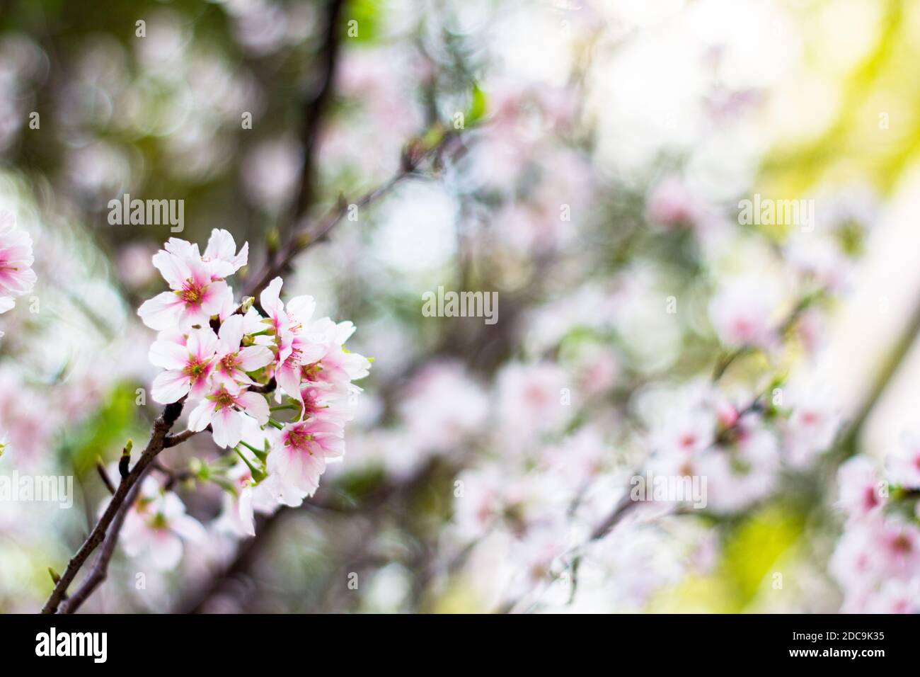Cherry blossoms in Taipei, Taiwan Stock Photo - Alamy
