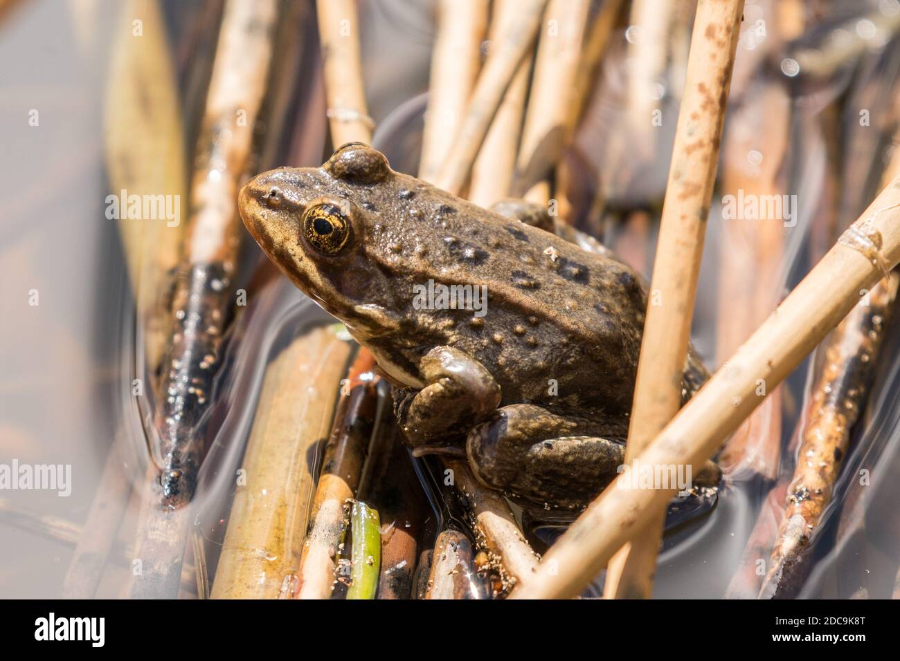 Colombia Spotted Frog in Yellowstone National Park Stock Photo