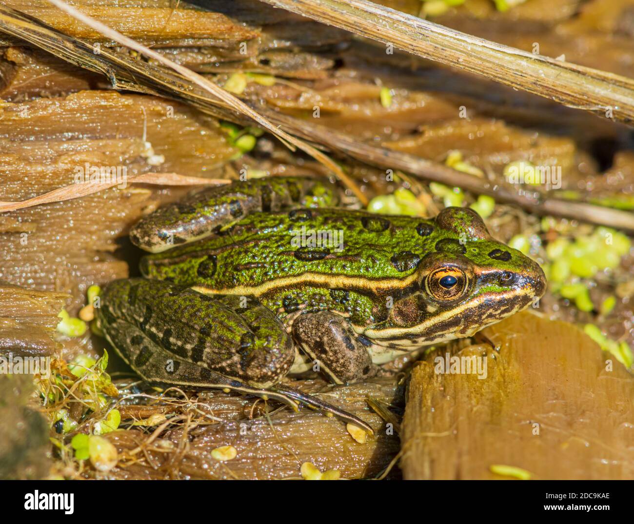 Young Northern Leopard frog (Lithobates/ Rana pipiens) resting among shoreline of wetlands pond, Castle Rock Colorado USA. Photo taken in August. Stock Photo