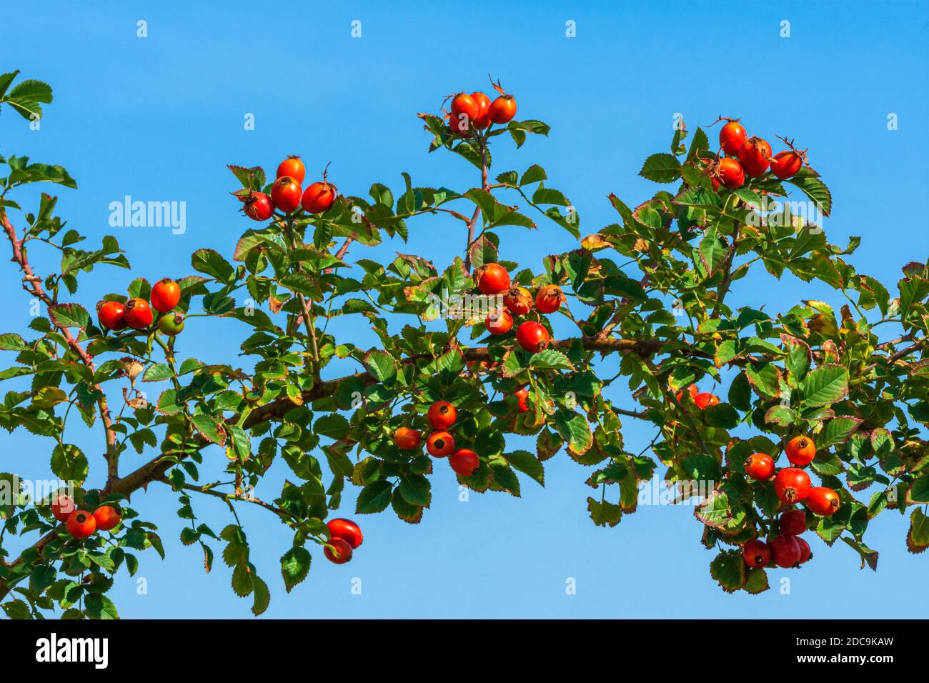 Phool gulab hi-res stock photography and images - Alamy Phool gulab hi-res stock photography and images - Alamy