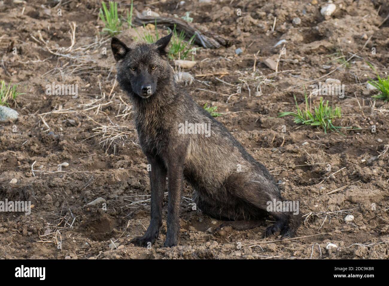 Yearling female wolf from the Junction Butte Pack in Yellowstone National Park Stock Photo