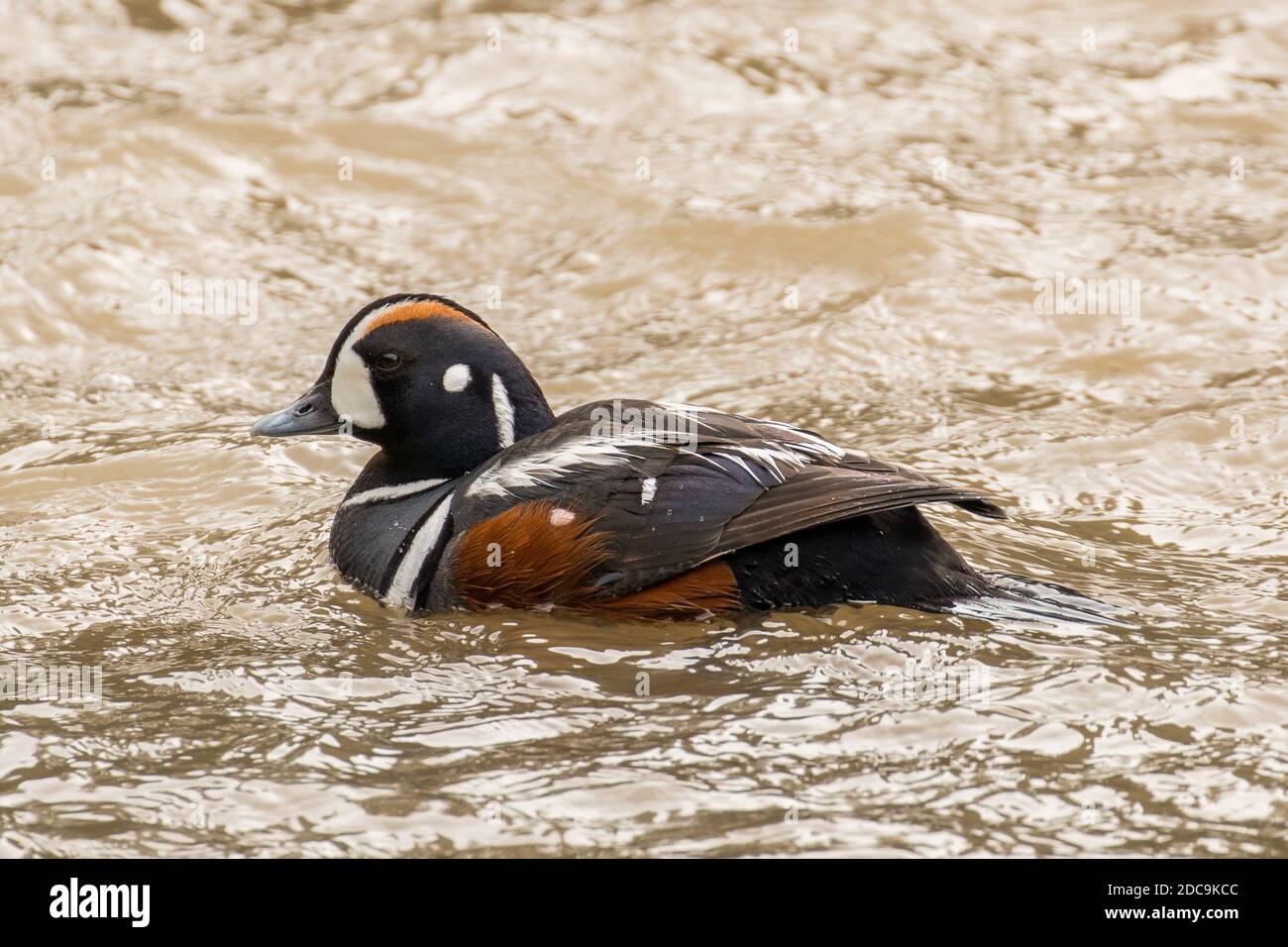 Male Harlequin Duck in Yellowstone National Park Stock Photo
