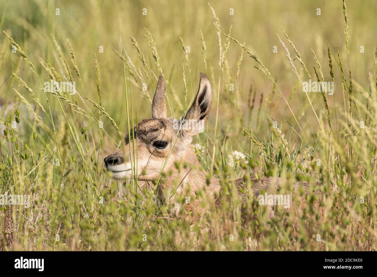 Very young pronghorn fawn hiding in the tall grass just after nursing in Yellowstone National Park Stock Photo