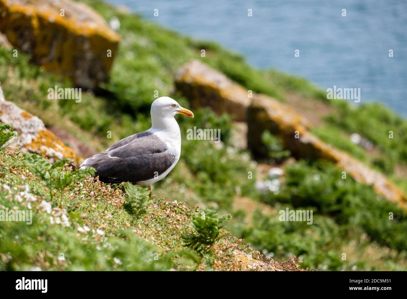 Herring Gull, Larus argentatus, Skomer Island, Wales, GB, UK Stock Photo