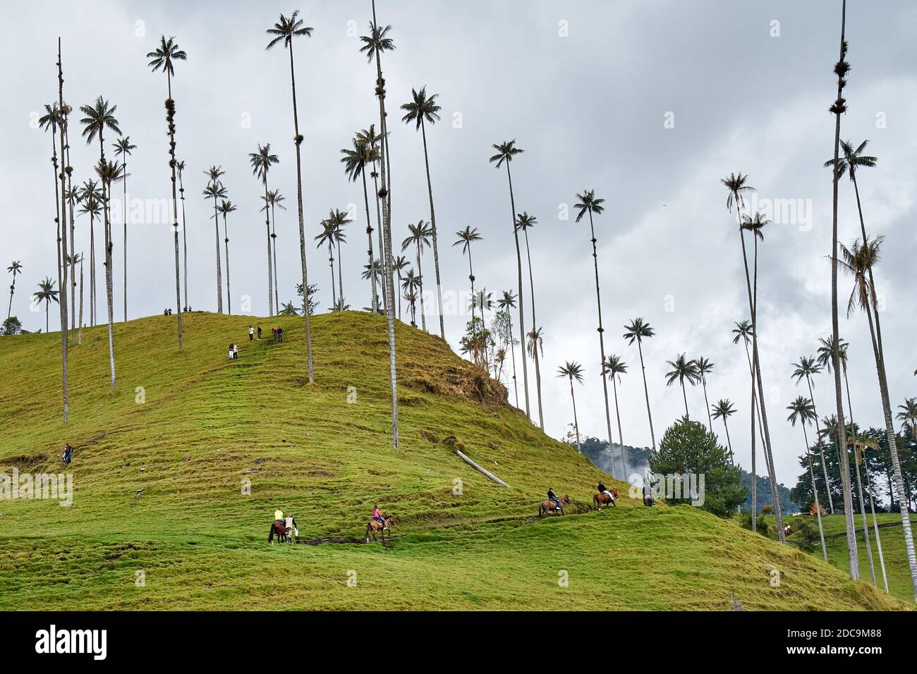 World's tallest palm trees in Cocora Vallery, Colombia Stock Photo Alamy