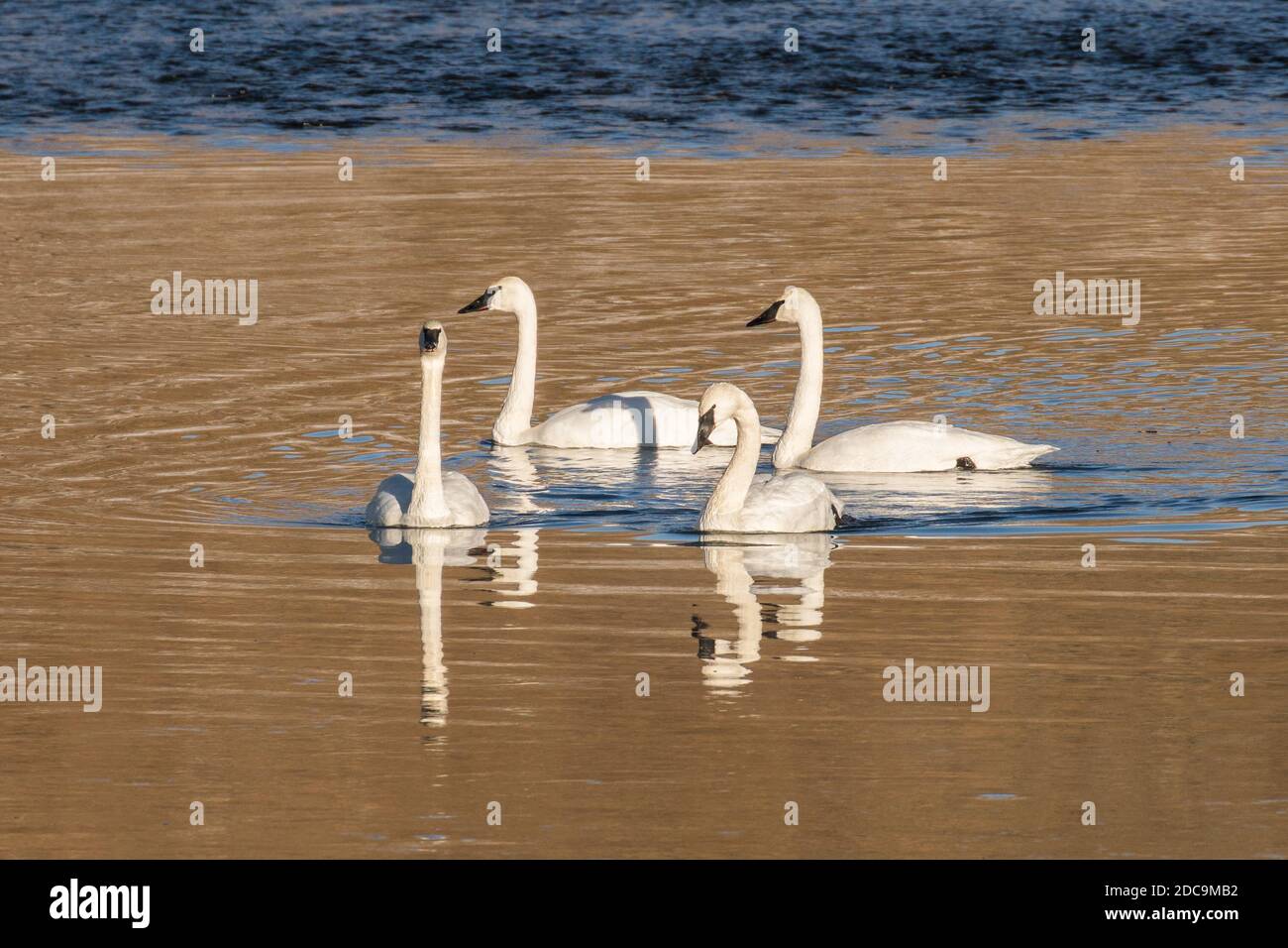 Trumpeter Swans in the Yellowstone River in Yellowstone National Park Stock Photo