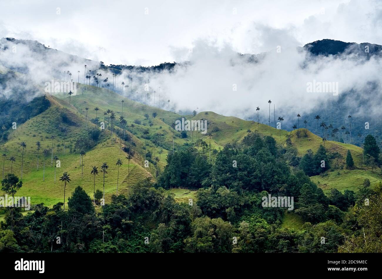 Cloud Forest at the magical Cocora Vallery in Colombia Stock Photo