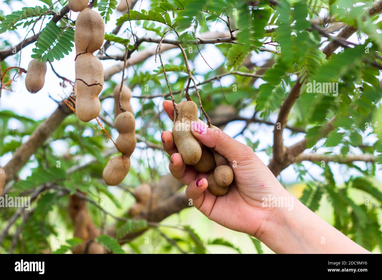 Tamarind fruit harvesting in Nueva Ecija, Philippines Stock Photo Alamy