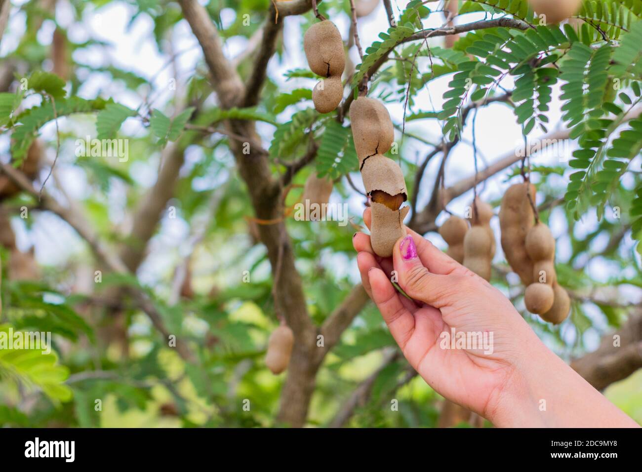 Tamarind fruit harvesting in Nueva Ecija, Philippines Stock Photo Alamy