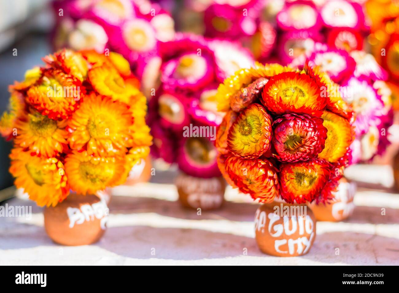Helichrysums locally called everlasting flower in a Baguio City market