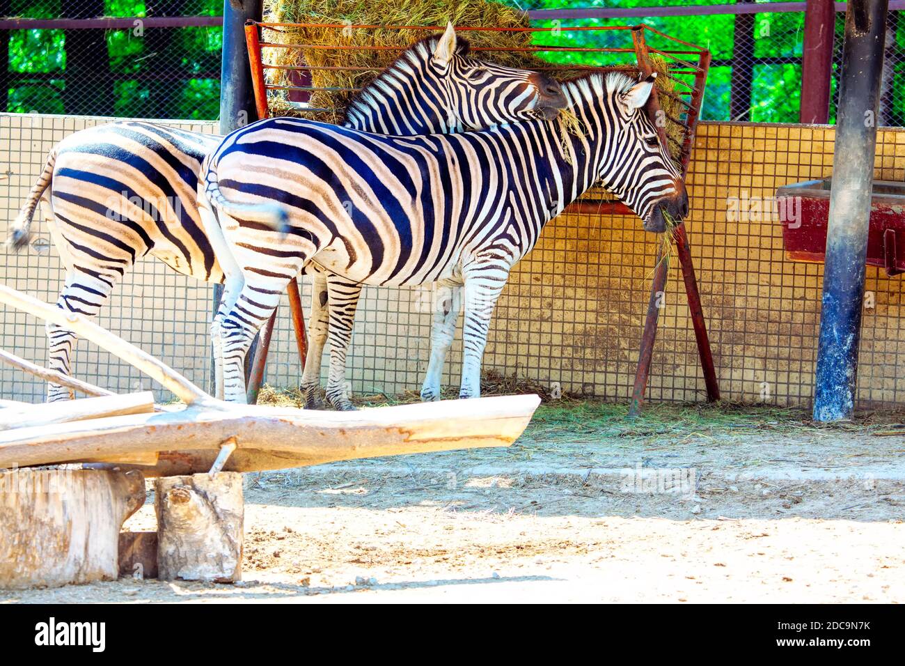African zebra farm . Feeding zebras in the zoo Stock Photo - Alamy