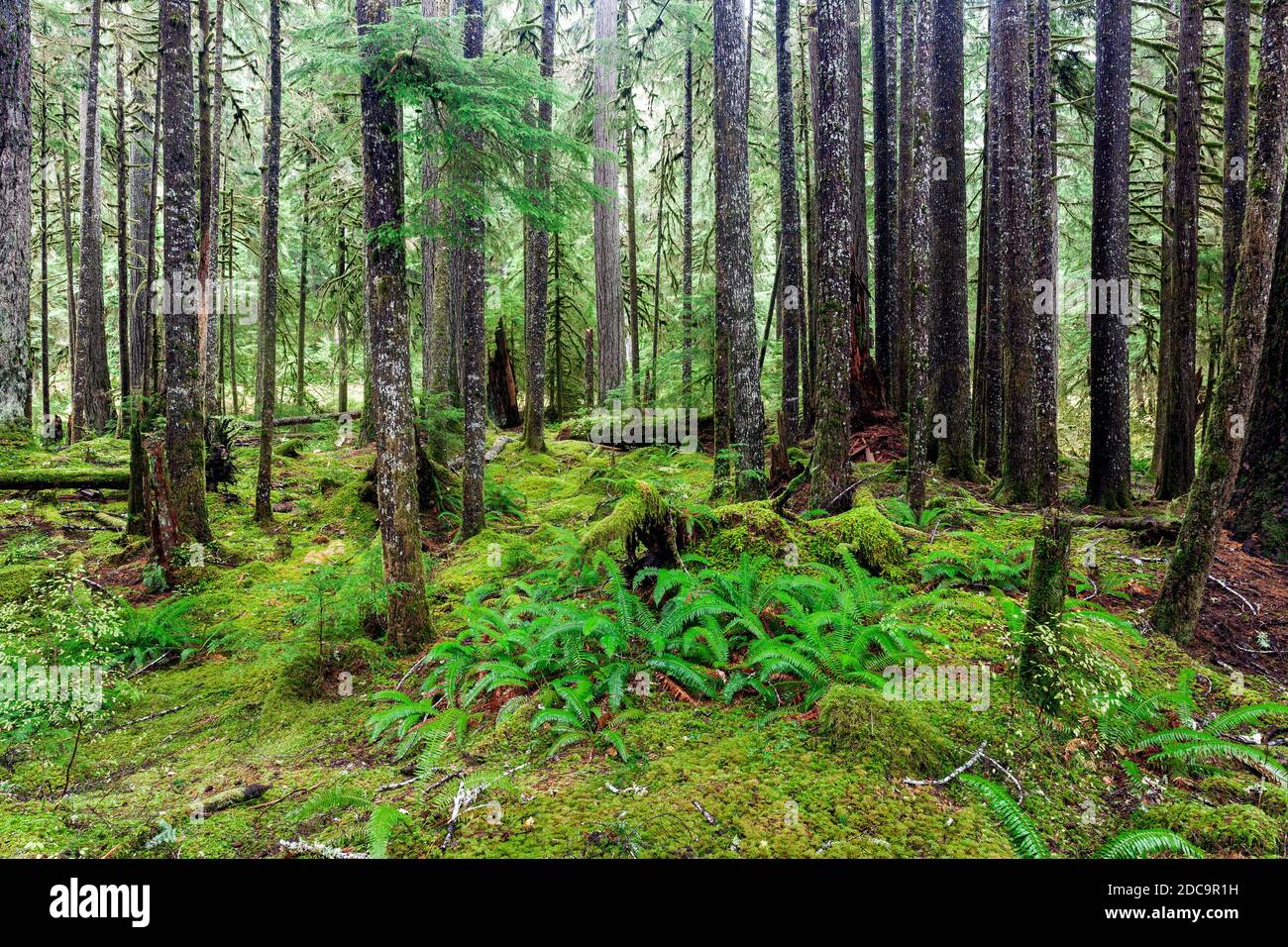 WA17904-00....WASHINGTON - Rain forest along the Ancient Groves Trail in the Sol Duc Valley of Olympic National Park. Stock Photo