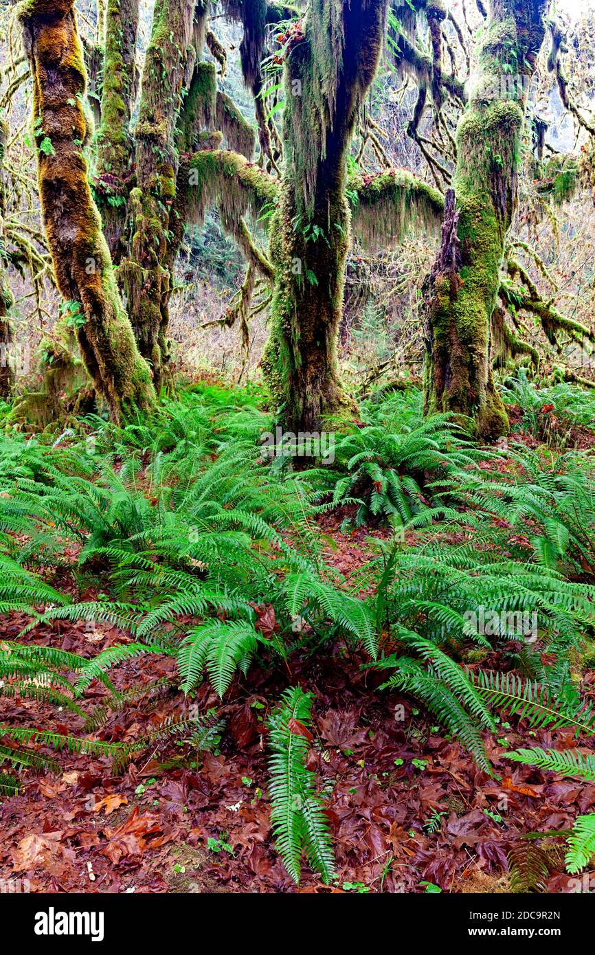 WA17907-00....WASHINGTON - Maple Grove in the Hoh Rain Forest of Olympic National Park. Stock Photo