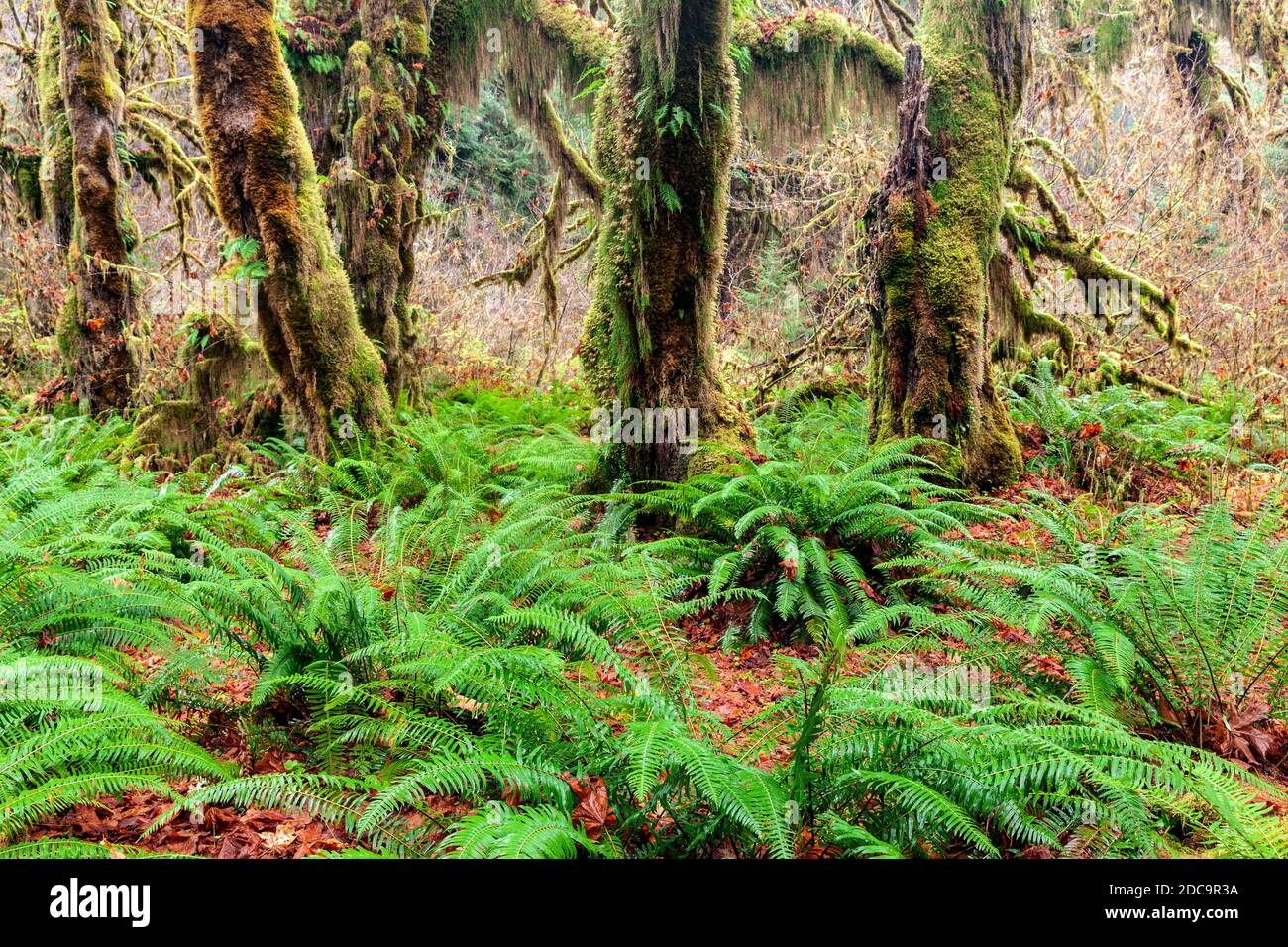 WA17908-00....WASHINGTON - Maple Grove in the Hoh Rain Forest of Olympic National Park. Stock Photo