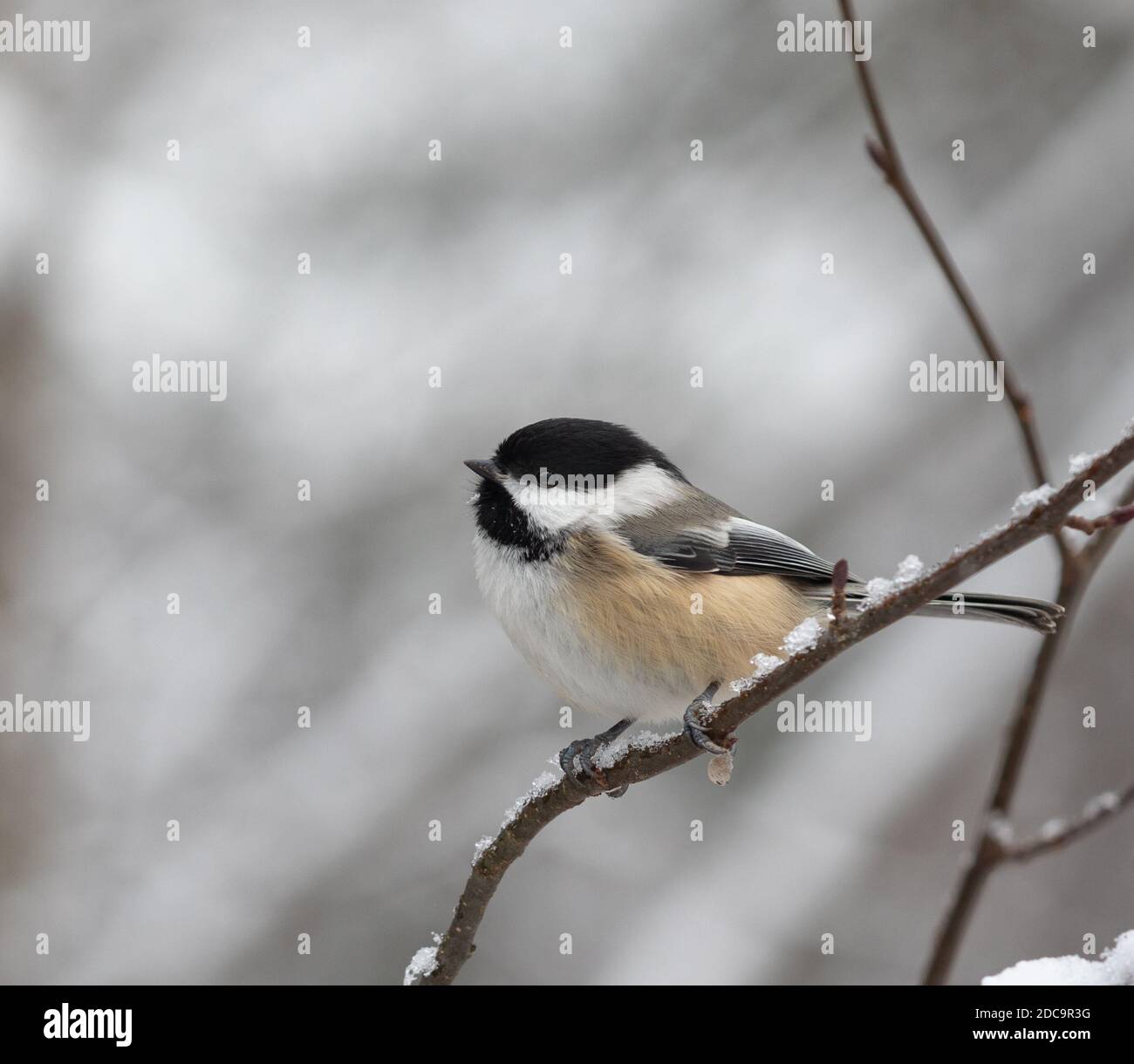 (Poecile atricapillus) Black- capped Chickadee in snow Stock Photo