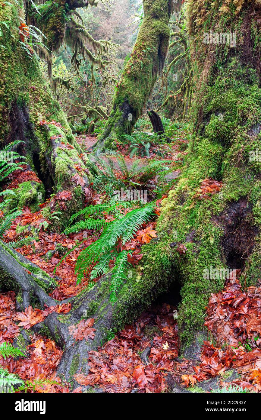 WA17909-00....WASHINGTON - The Hall Of Mosses Trail in the Hoh Rain Forest of Olympic National Park. Stock Photo