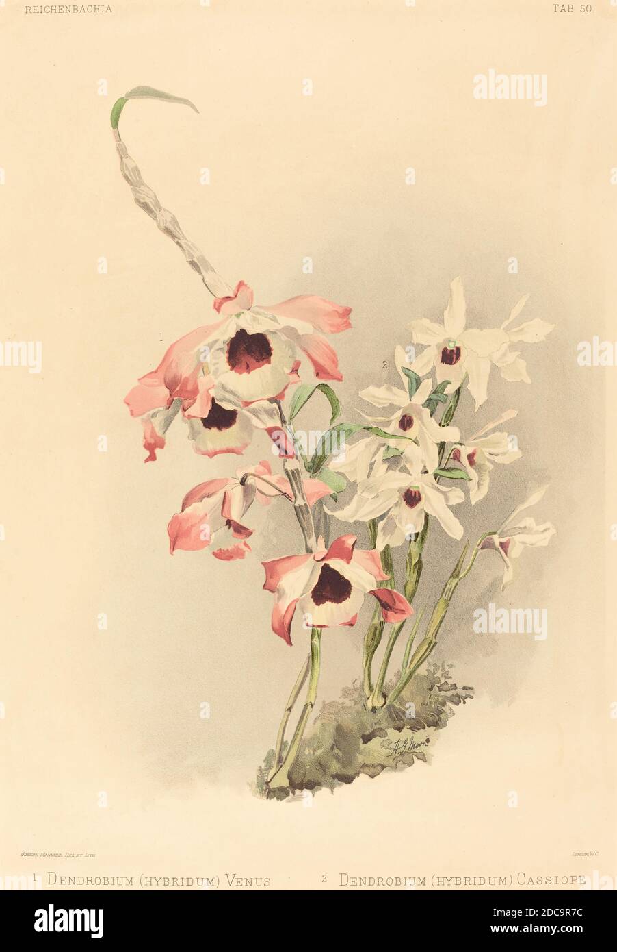 Joseph Mansell, (artist), British, active 19th century, Henry George Moon, (artist after), British, 1857 - 1905, Dendrobium (Hybridium) Venus and Dendrobium (Hybridium) Cassiope, Sander's 'Reichenbachia': pl.50, (series), color lithograph Stock Photo