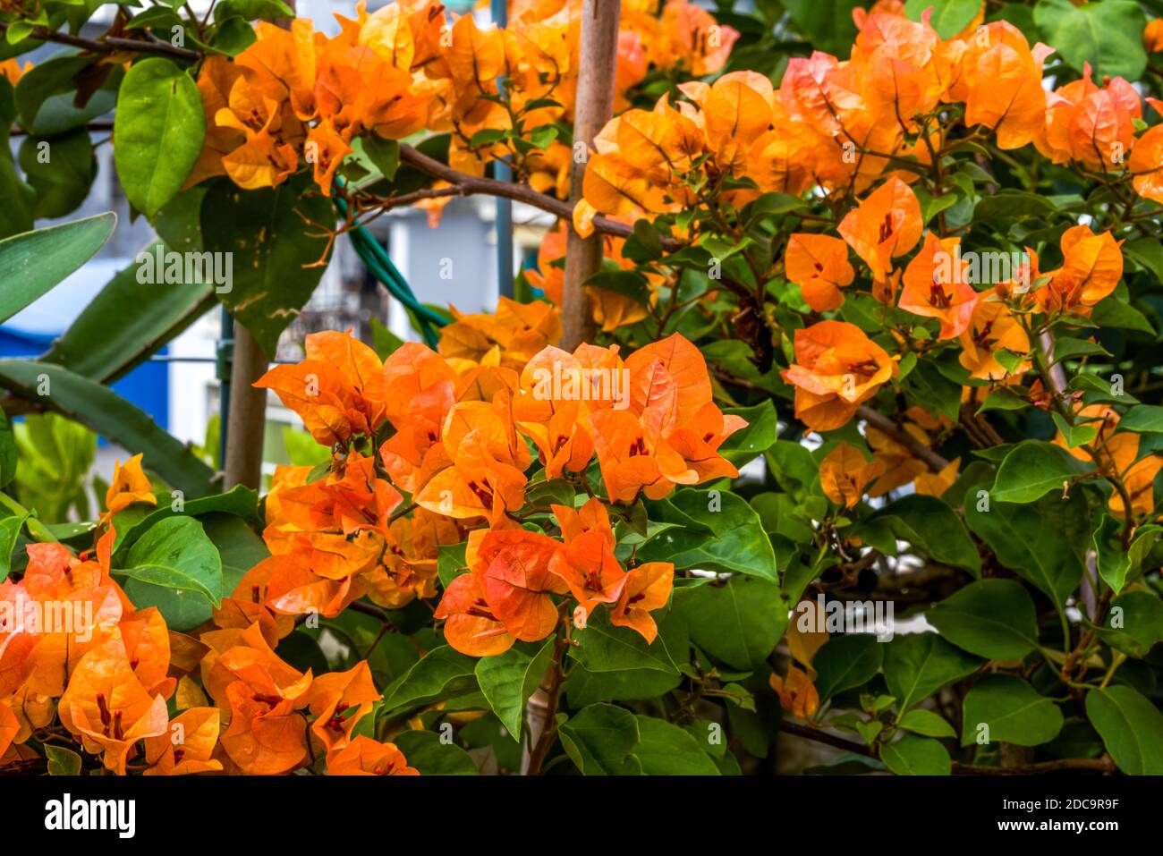 Multi-colored Bougainvillea flowers, colorful flowers Stock Photo