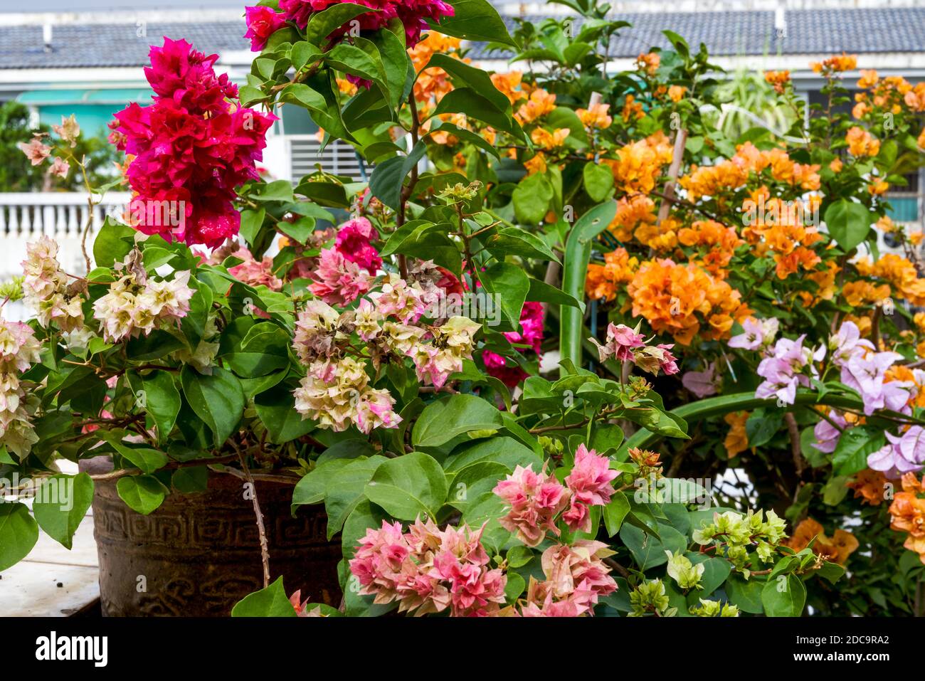 Multi-colored Bougainvillea flowers, colorful flowers Stock Photo