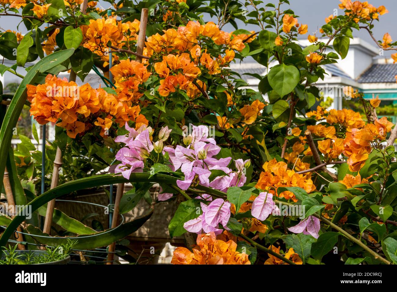 Multi-colored Bougainvillea flowers, colorful flowers Stock Photo