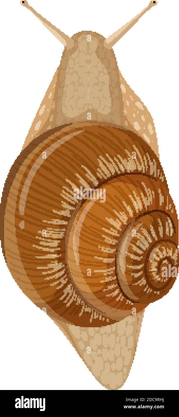 Isolated snail on white background illustration Stock Vector Image ...