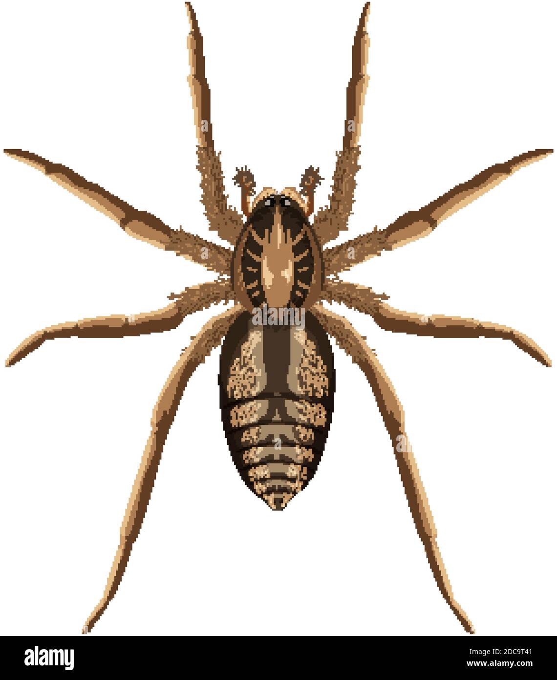 Wolf spider isolated on white background illustration Stock Vector