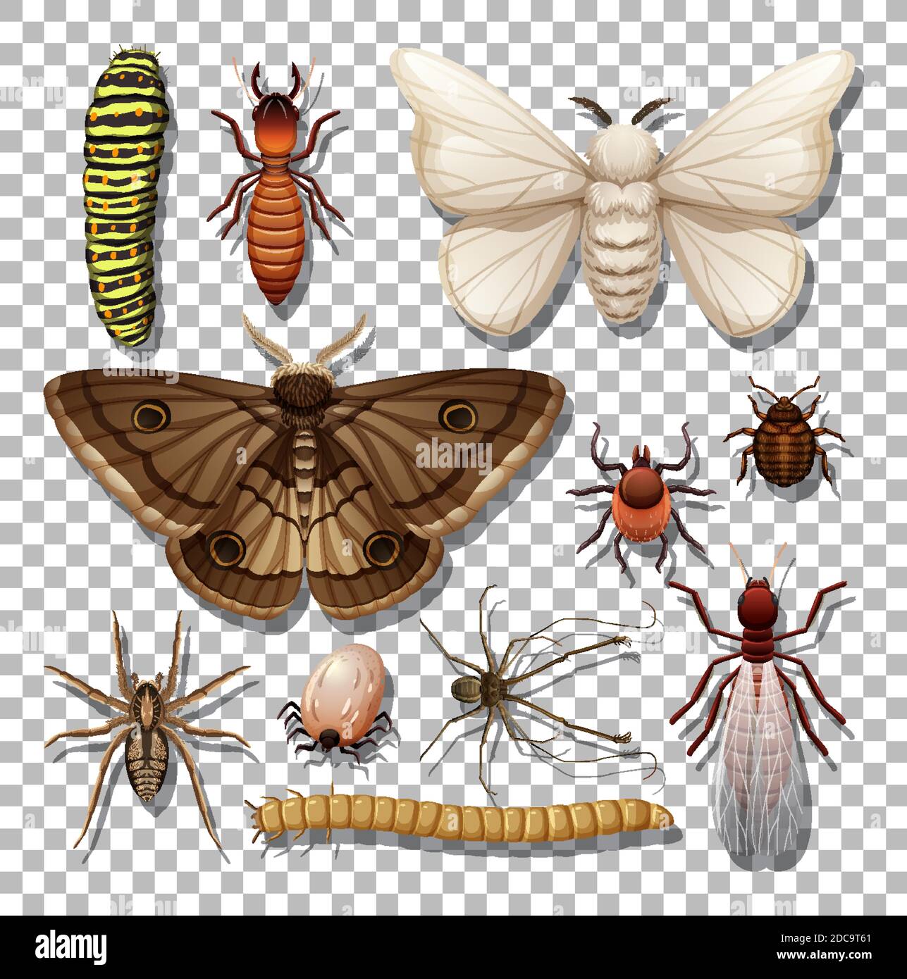 Set of different insects on transparent background illustration Stock ...