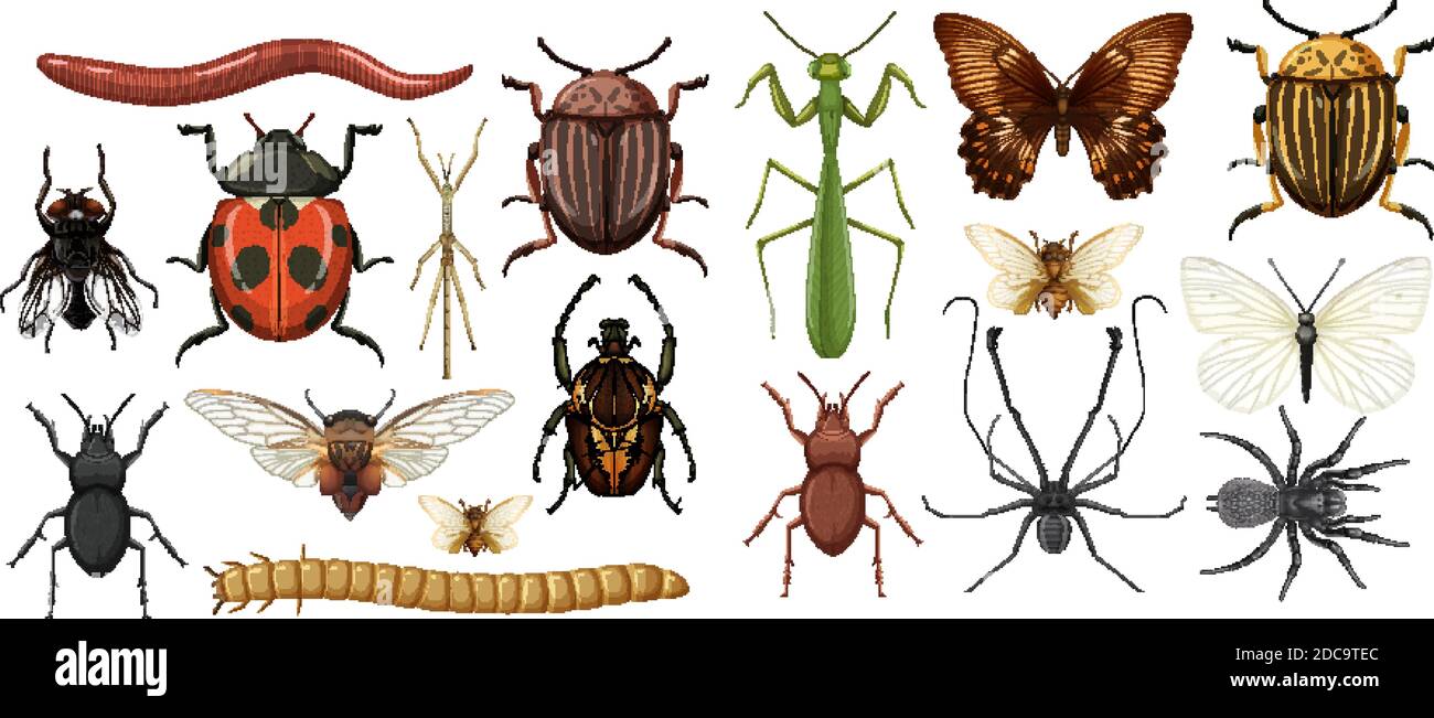 Two Different Insects Different insects collection isolated on white background illustration ...
