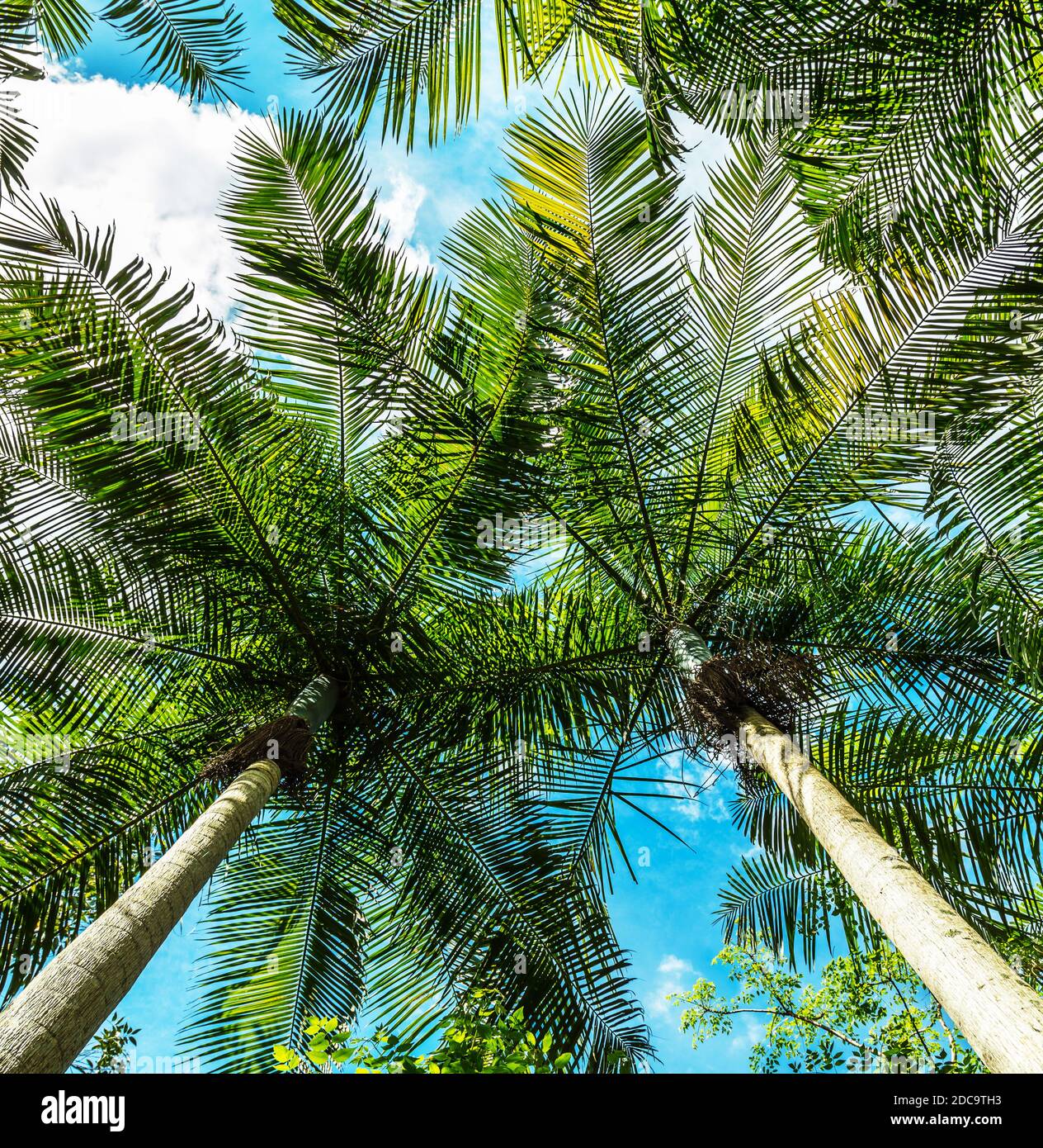 A vertical low angle shot of palm trees in daylight Stock Photo - Alamy