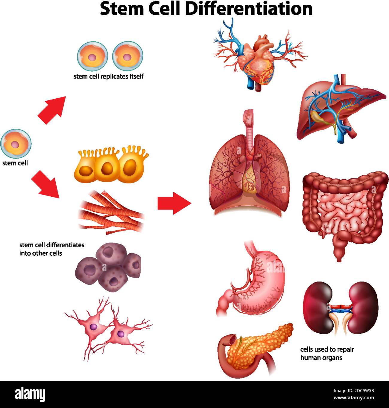 Stem cell differentiation diagram illustration Stock Vector