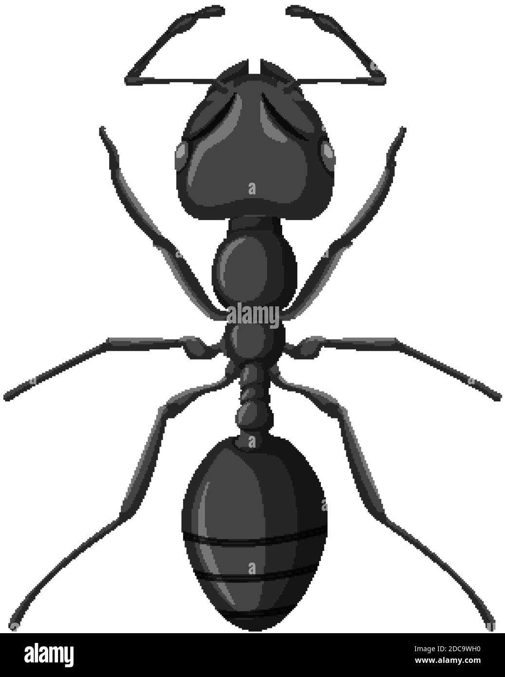 Black garden ant isolated on white background illustration Stock Vector ...