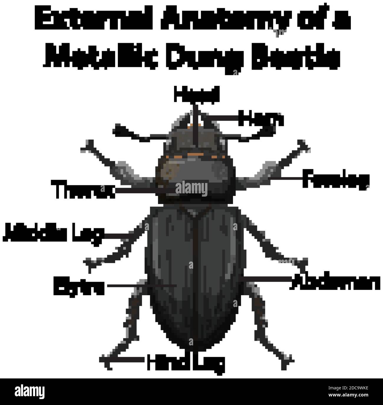 Beetle Body Parts And Functions