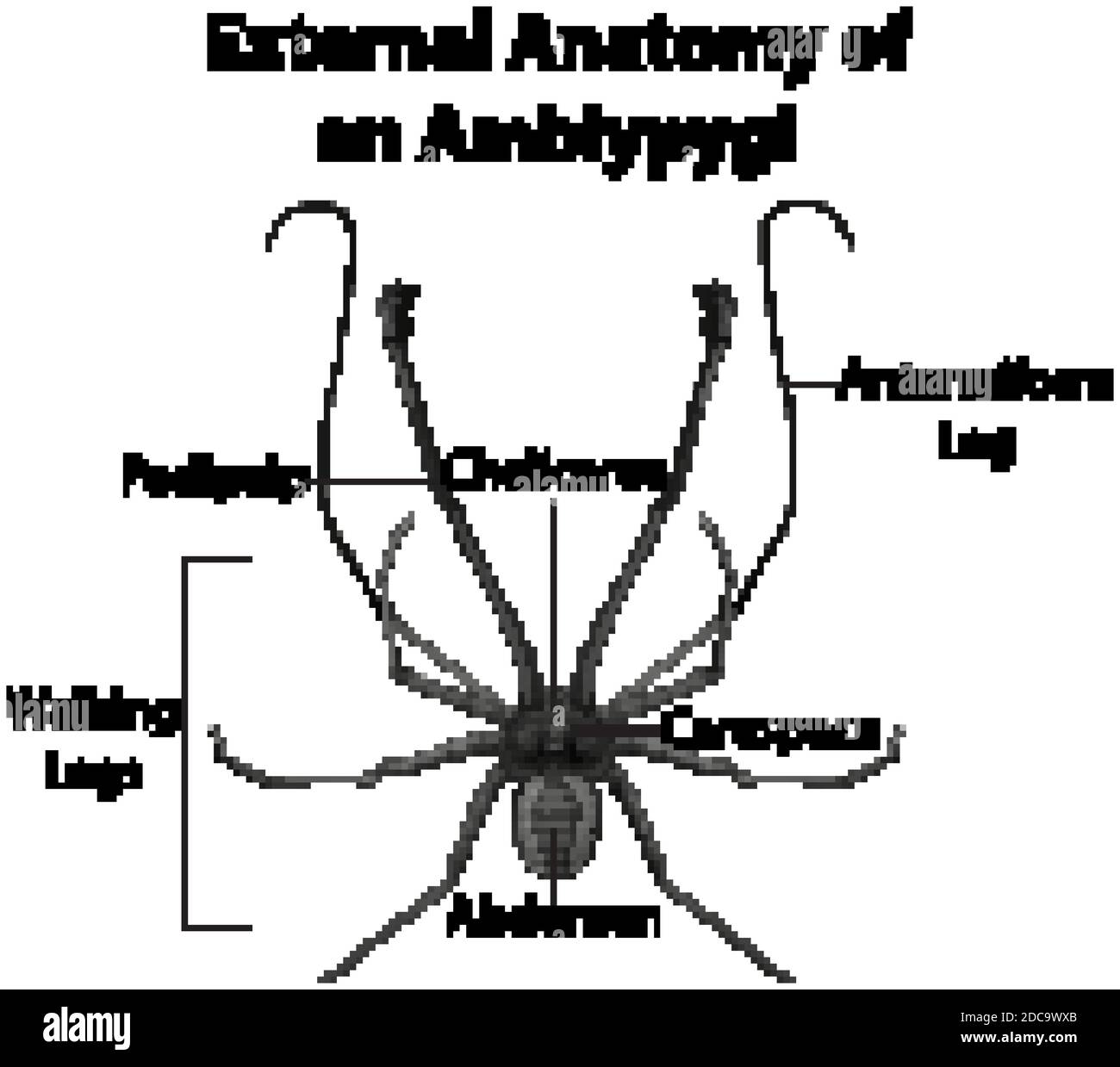 External Anatomy of an Amblypygi on white background illustration Stock ...