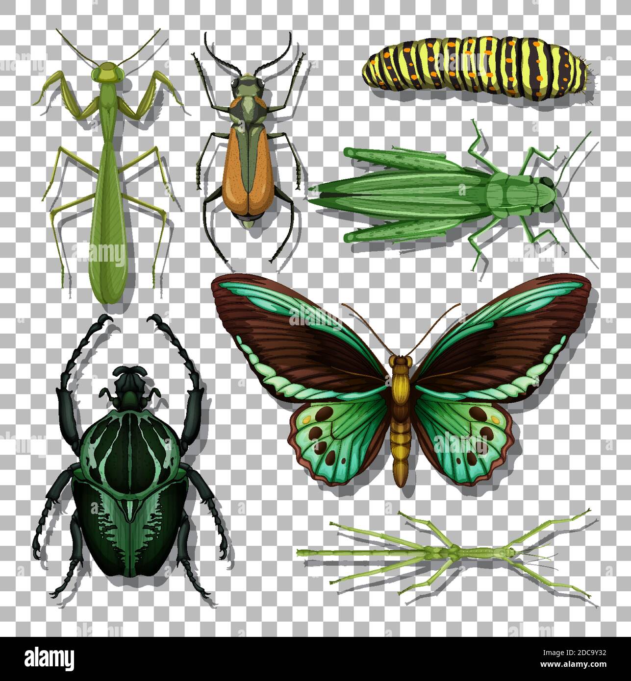 Set of different insects on transparent background illustration Stock ...