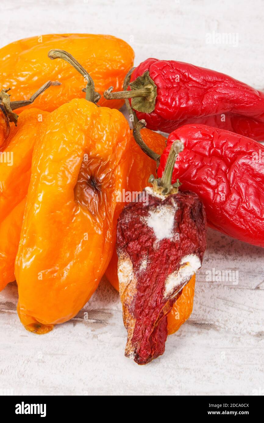 Old, moldy and wrinkled peppers. Concept of unhealthy,