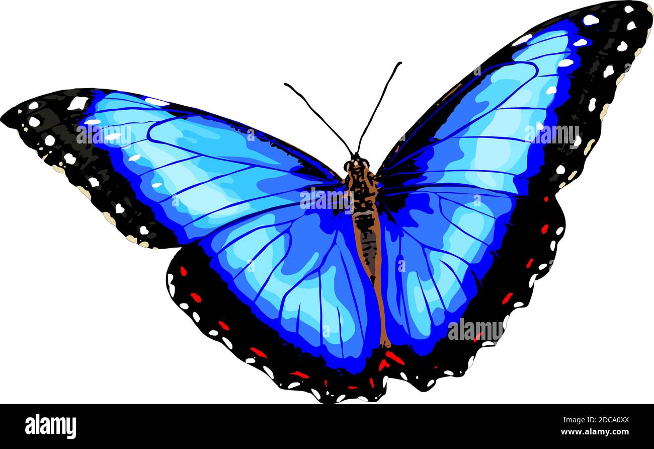 Vector of butterfly Stock Vector Image & Art - Alamy