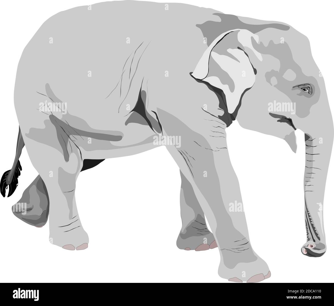 Vector of an elephant Stock Vector Image & Art - Alamy