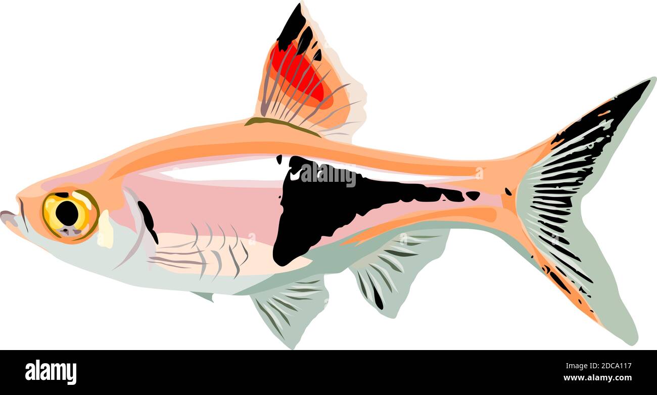 vector of a harlequin rasbora fish Stock Vector