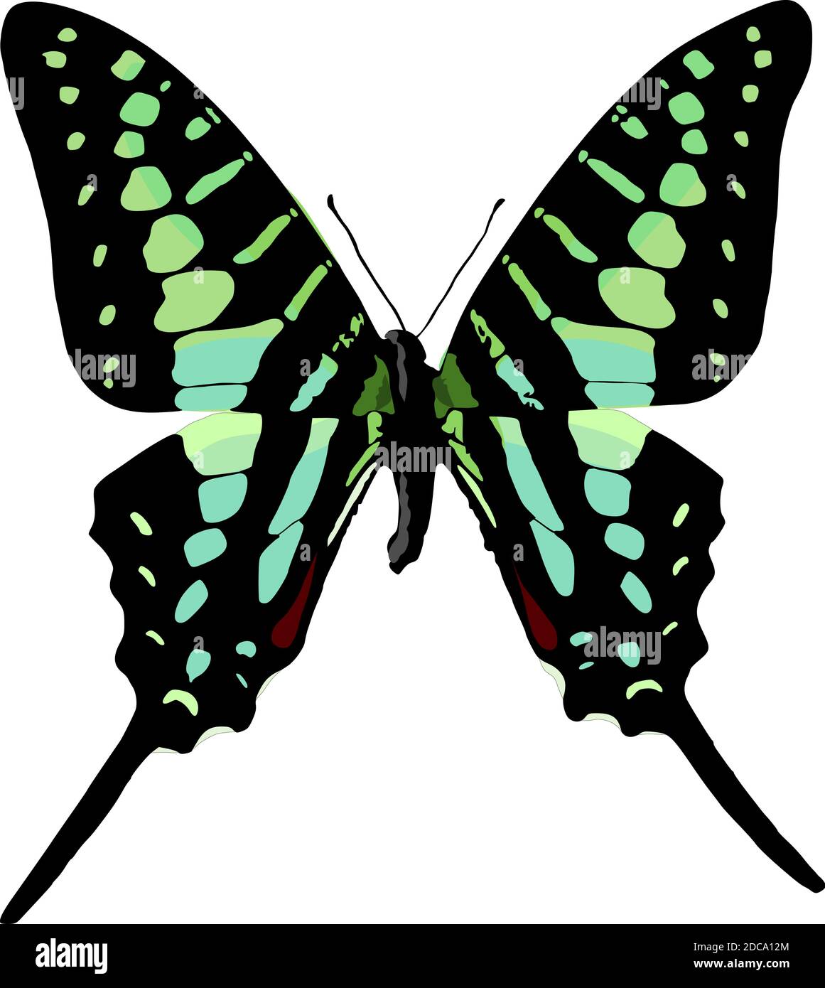 Vector of butterfly Stock Vector Image & Art - Alamy