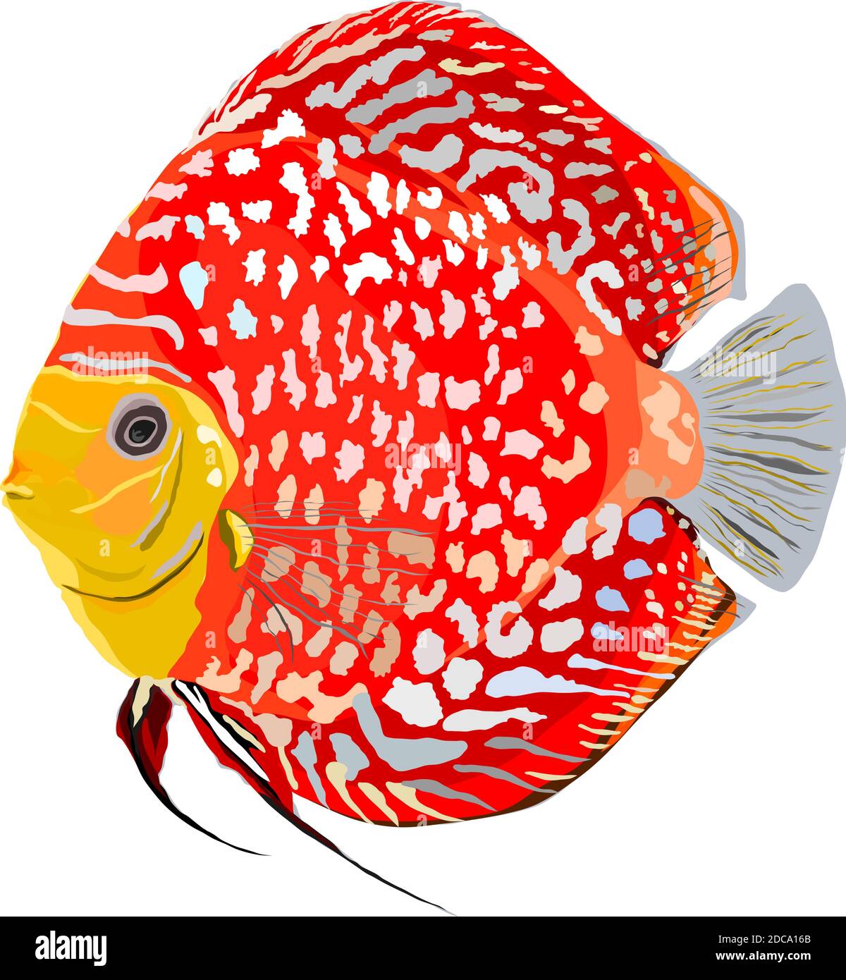 Vector of discus fish Stock Vector