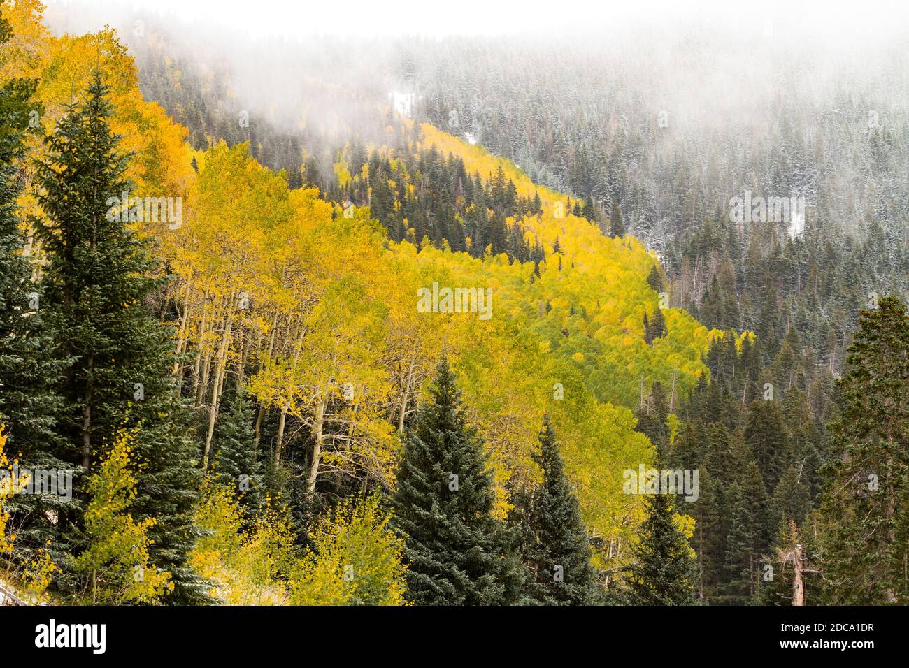 Quaking aspen leaves in fall color with an early snow in the MantiLa