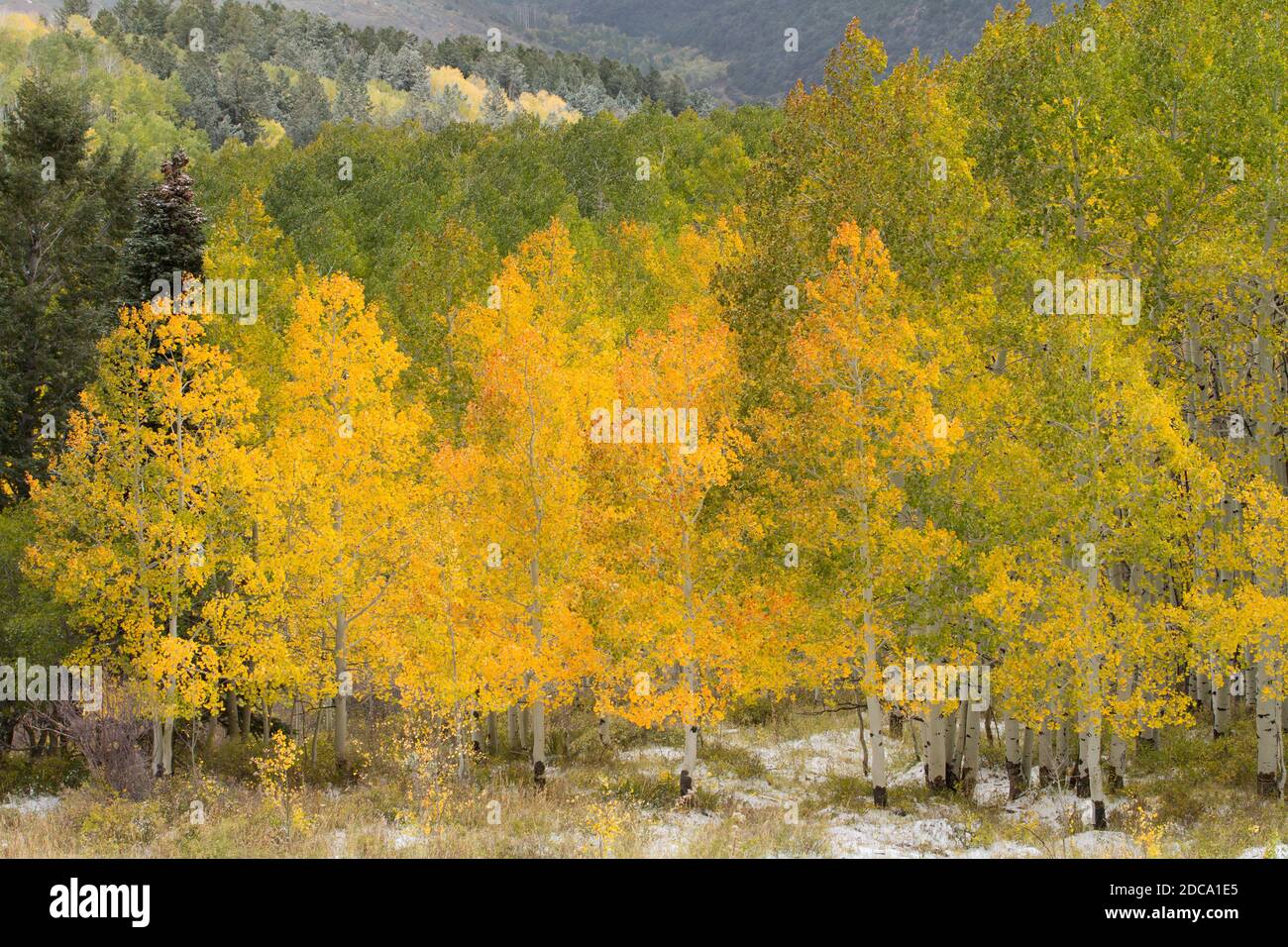 Quaking aspen leaves in fall color with an early snow in the MantiLa